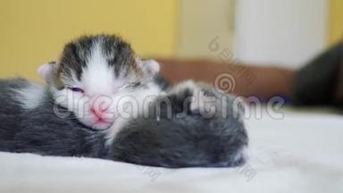 <strong>搞笑视频</strong>两只宠物可爱新生小猫睡觉团队在床上.. 宠物概念宠物概念。 小猫猫